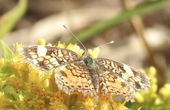 Phyciodes