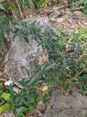 Barleria lupulina