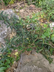 Barleria lupulina