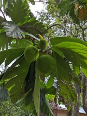 Artocarpus camansi