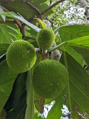 Artocarpus camansi