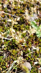 Cerastium semidecandrum