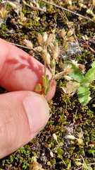 Cerastium semidecandrum