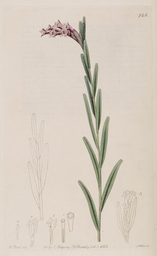 Narrowleaf Equal-Lip Orchid