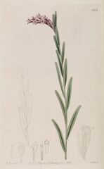 Doradilla