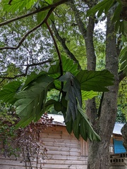 Artocarpus camansi