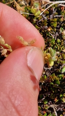 Cerastium semidecandrum