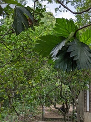Artocarpus camansi