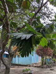 Artocarpus camansi