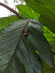 Artocarpus camansi