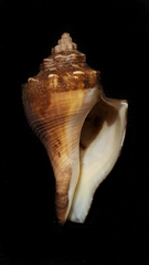 Caenogastropoda