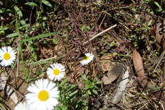 Bombyliidae