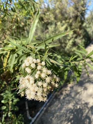 iNaturalist observation photo of mule fat