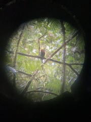 Electron platyrhynchum