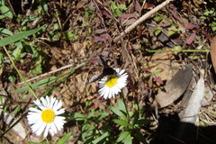 Bombyliidae