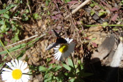 Bombyliidae
