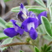 Rusty Lupine - Photo (c) Matthias Buck, some rights reserved (CC BY-NC), uploaded by Matthias Buck
