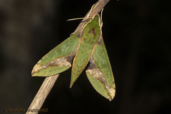 Xylophanes chiron