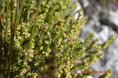 Erica serrata
