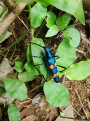 Polyzonus tetraspilotus