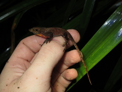 Anolis humilis