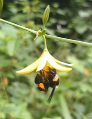 Bombus medius