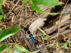 Polyzonus tetraspilotus