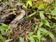 Polyzonus tetraspilotus