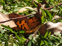 Heteronympha mirifica