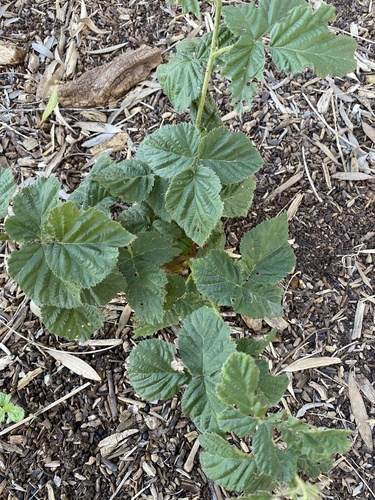 iNaturalist observation photo of trailing blackberry