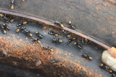 Camponotus aeneopilosus