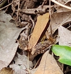 Indosylvirana