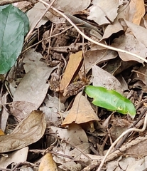 Indosylvirana