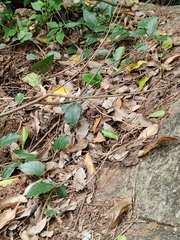 Indosylvirana