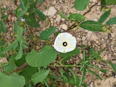Ipomoea obscura