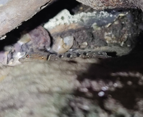 Thirukurungudi Dwarf Gecko, Cnemaspis azhagu