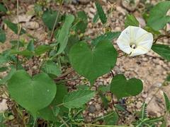 Ipomoea obscura