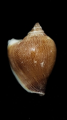 Laevistrombus canarium