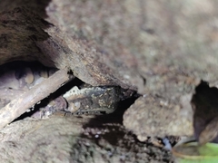 Cnemaspis azhagu