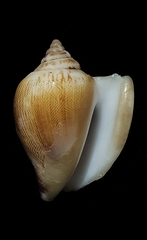 Laevistrombus canarium