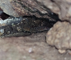 Cnemaspis azhagu