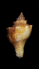 Volegalea cochlidium