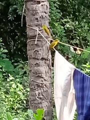 Iole indica