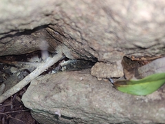 Cnemaspis azhagu