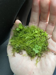 Hygroamblystegium tenax