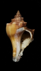 Volegalea cochlidium
