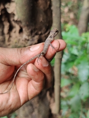 Monilesaurus ellioti