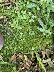 Hygroamblystegium tenax