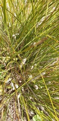 Lomandra leucocephala