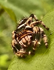 Phidippus albulatus